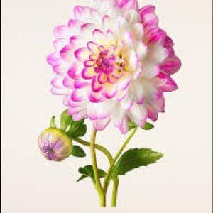 Meet your Posher, Pamela